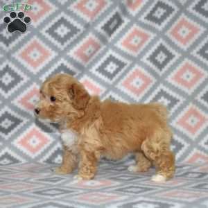 Pixie, Bich-Poo Puppy